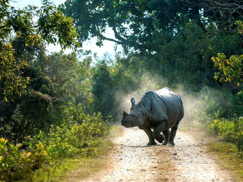 WildLife